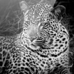 photo-noir-blanc-sous-verre-leopard-afrique