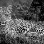 photo-noir-blanc-verre-brillant-plexi-leopard-faune-africaine