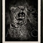 photo-noir-et-blanc-leopard-savane-afrique-awagami