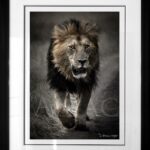 photo-sous-verre-cadre-noir-blanc-lion-face-afrique