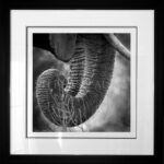 photo-art-trompe-elephant-Africa-B&W-cadre