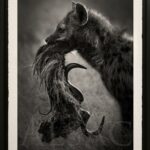 photographie-artistique-noir-et-blanc-animaux-sauvages-afrique-hyene