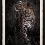 photographie-d-art-sepia-sublime-leopard-tirage-limite-numerote-signe