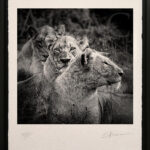 photographie-d’art-lionnes-mère-portrait-noir-et-blanc-awagami