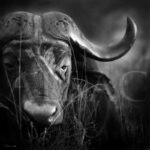 photography-black-and-white-Old-cape-buffalo