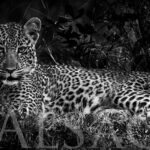 photography-black-and-white-leopard-africa-2