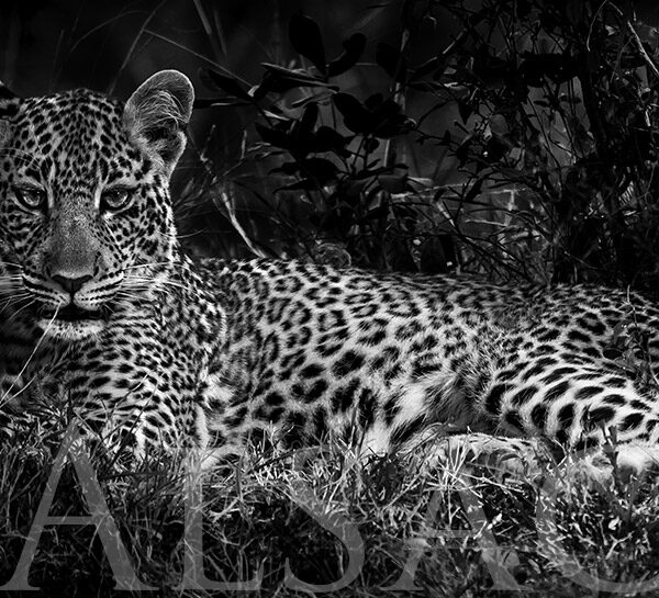 photography-black-and-white-leopard-africa-2