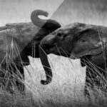 plexi-print-calin-elephant-photo-noir-blanc-afrique-hug