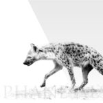 plexi-print-hyene-photo-noir-blanc-afrique