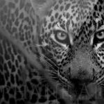 plexi-print-leopard-eye-catcher-photo-noir-blanc-afrique