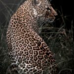 plexi-print-leopard-photo-noir-blanc-afrique-romi