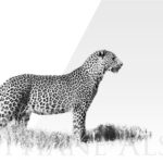 plexi-print-leopard-profil-chasse-photo-afrique-noir-blanc
