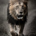 plexi-print-photo-noir-blanc-lion-afrique-felin-magnifique-walk