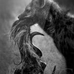 plexi-print-trophy-hyene-afrique-photo-d’art-noir-blanc