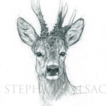 European-roe-deer-illustration-art
