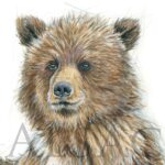 portrait-sketch-animal-bear-cub-cute