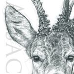 portrait-illustraion-drawing-roe-deer-buck