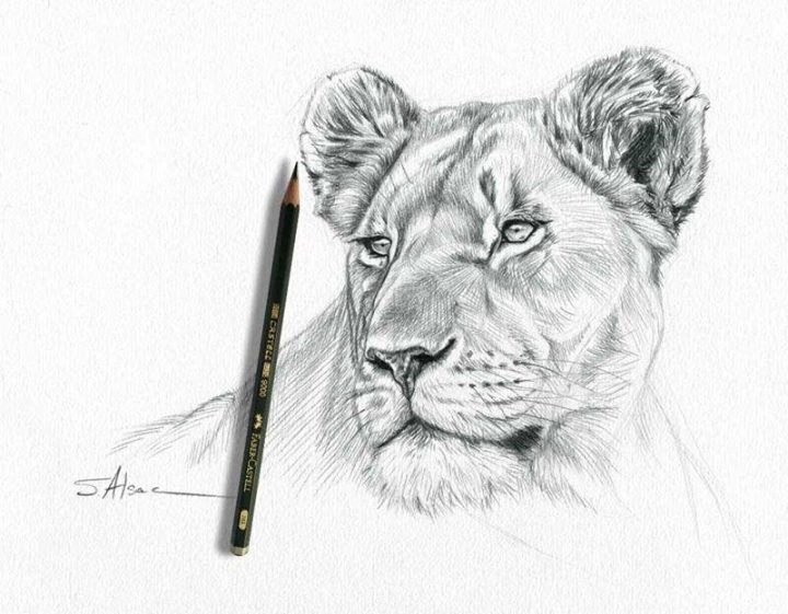 Portrait d'un superbe lionne observée au Kenya -Dessin original sur papier  A4 - Stéphane Alsac