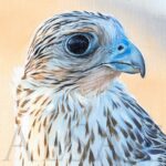 realistic-portrait-painting- falcon-art-qatar