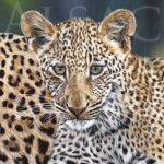 portrait-jeune-leopard-peinture-huile-realiste