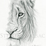 portrait-lion-dessin