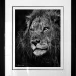 portrait-lion-photographie-noir-et-blanc-tirage