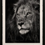 portrait-noir-et-blanc-lion-photo-artistique-signe-photographe-art-moderne