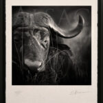 portrait-photo-noir-et-blanc-buffle-caffer-faune-savane-africaine-safari