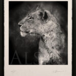 portrait-photographie-noir-et-blanc-lionne-profil-tirage-art
