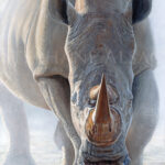 rhino-charge-painting-dust-rage