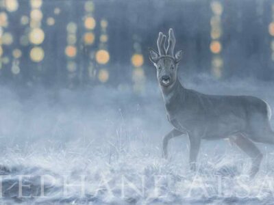 roe-buck-painting-deer-hunting-wildlife-art