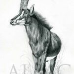 sable-antelope-illustration-sketch-wildlife-artist