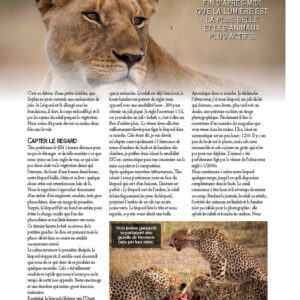 safari-photo-prive-leopard-guide