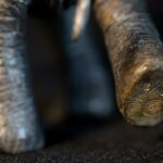 sculpture-bronze-elephant-baby-signed-alsac