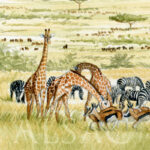 serengit-aquarelle-girafe-serengheti-detail2