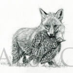 sketch-drawing-fox-pheasant-hunt