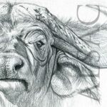 sketch-drawing-illustration-cape-buffalo