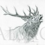 sketch-drawing-red-stag-deer-wildlife-hunting-art