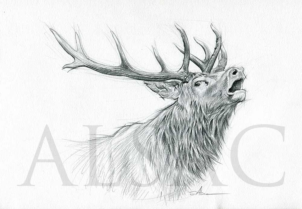 Hand Drawn Vintage Deer Illustration Animal Drawing Etching Style Stock  Illustration - Download Image Now - iStock