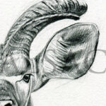 sketch-kudu-detail