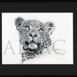 sketch-leopard-drawing-realistic