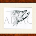 sketch-tarpon-fish-tattoo