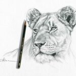 sketching-lioness-art-african-cats
