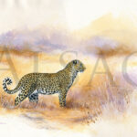staring-leopard-peinture-aquarelle