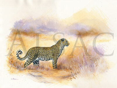 staring-leopard-peinture-aquarelle