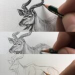 step-by-step-tutorial-sketching-animals-kudu