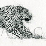 streching-leopard-sketch-drawing-art