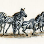 striped-rush-aquarelle-zebre