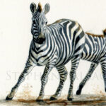 striped-rush-aquarelle-zebre-detail