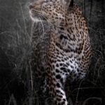sublime-leopard-yeux-photo-noir-blanc-plexi-print-afrique